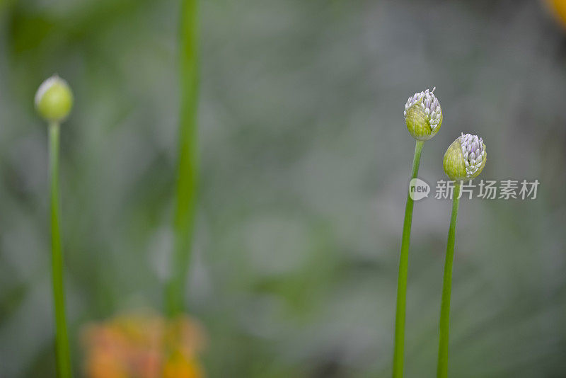 春季:选择性对焦(Apo Sonnar 135mm F2)